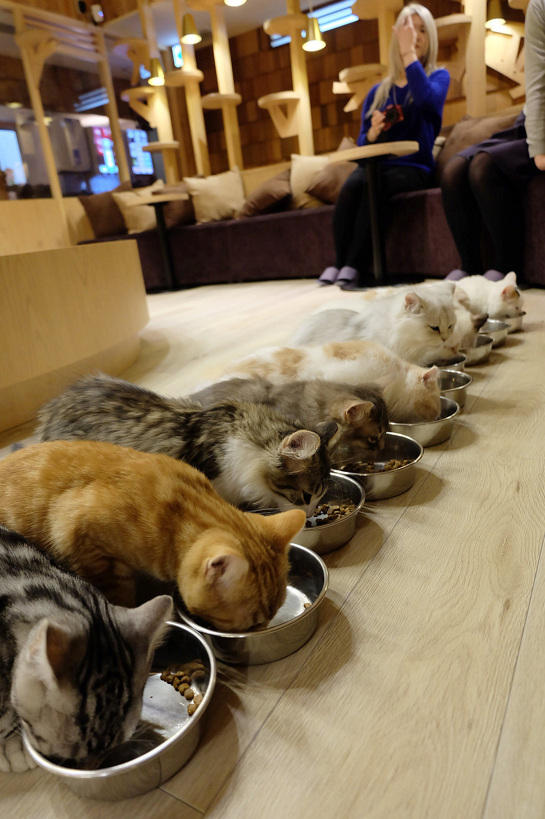 日本貓咪咖啡廳,Mocha,Mocha貓咪咖啡廳,貓咪咖啡廳,貓咪排隊,Mocha cafe,池袋Mocha @風塵萬里 旅人手札